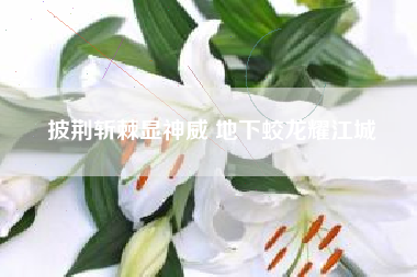披荆斩棘显神威 地下蛟龙耀江城